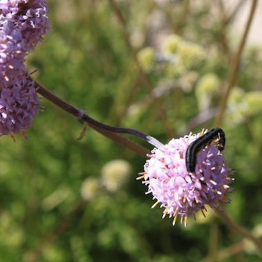 Borlon de alforja con un gusano pequeño